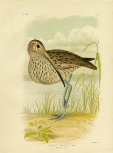 Curlew Australiano o Curlew dell